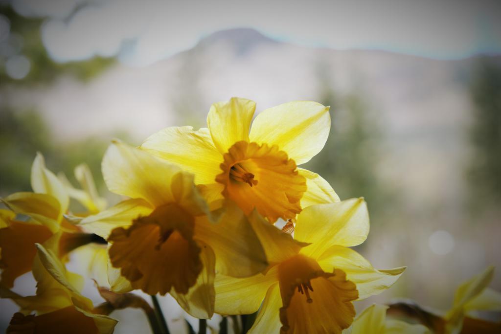 Airlie House Self Catering Villa Strathyre Bagian luar foto